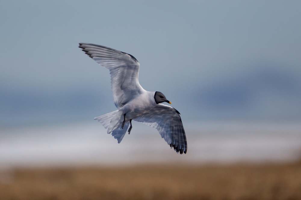 sabines gull in flight