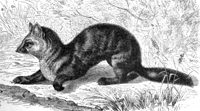 sable animal historical illustration