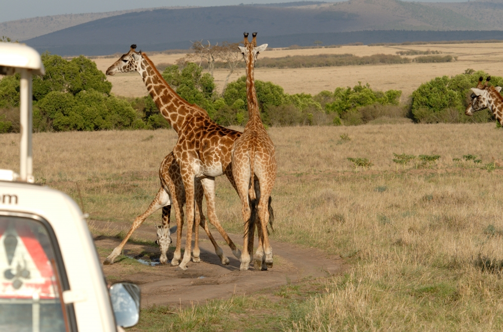 safari truck viewing reticulated giraffes wildlife in grasslands