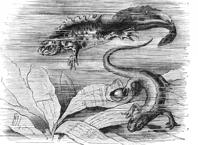 salamander Illustration