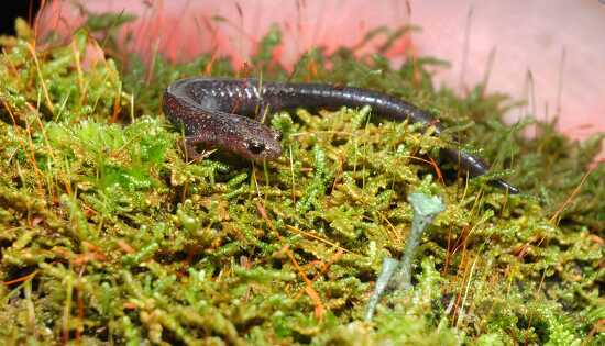 salamander on green moss