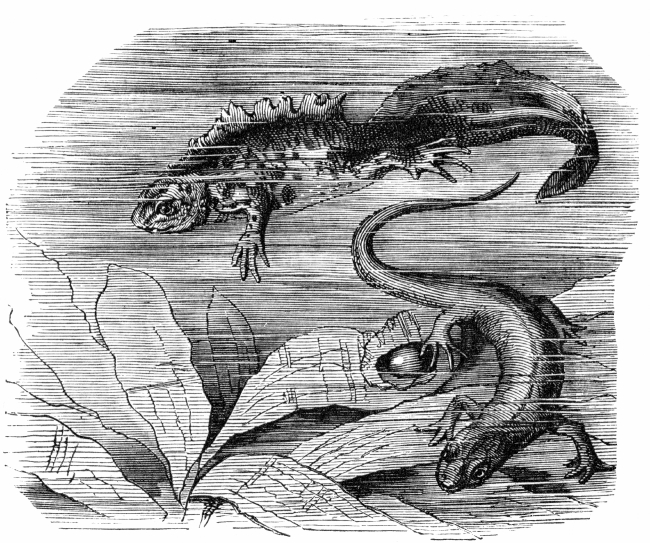 salamander with tadpole illustration