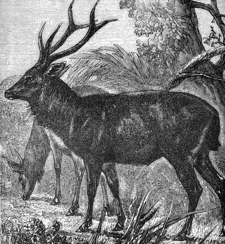 samboo deer illustration
