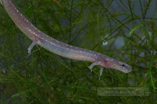 san marcos salamander on bright green moss