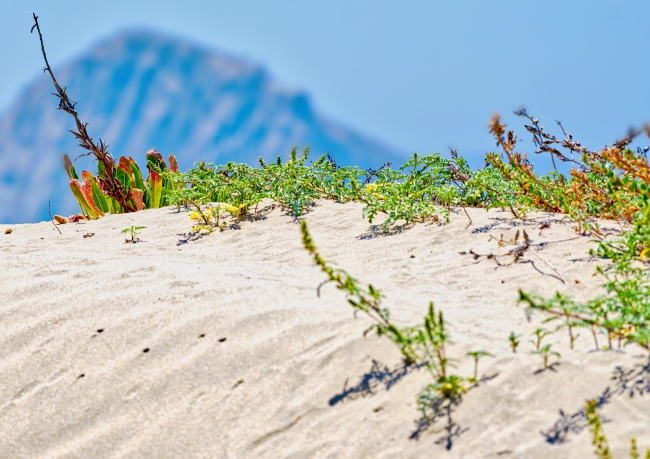 sandy beach with plants growing morro rock in background