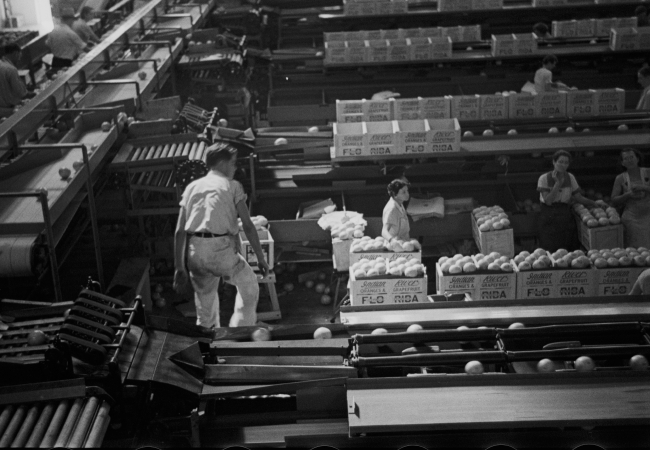 Scene in the fruit packing plant at Fort Pierce Florida