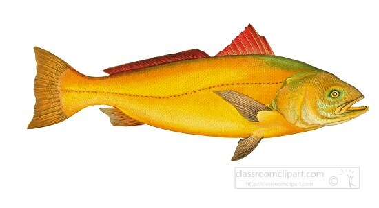 sciaena fish clipart illustration