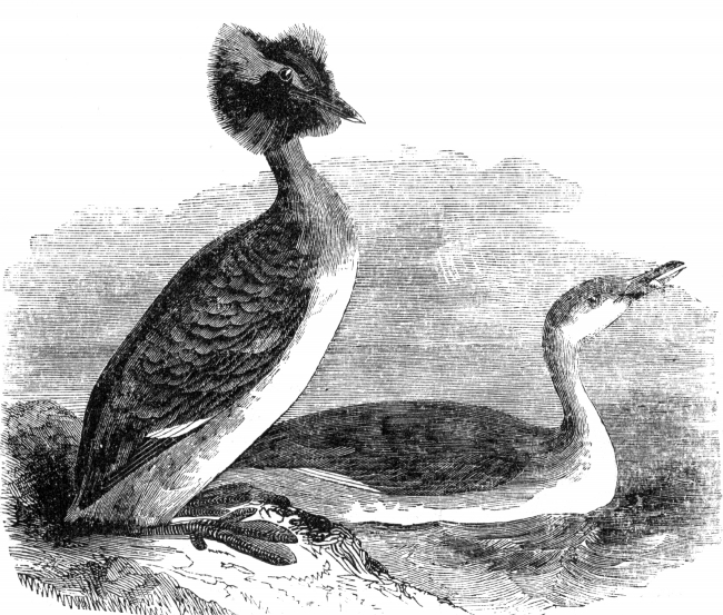 sclavonian grebe bird illustration