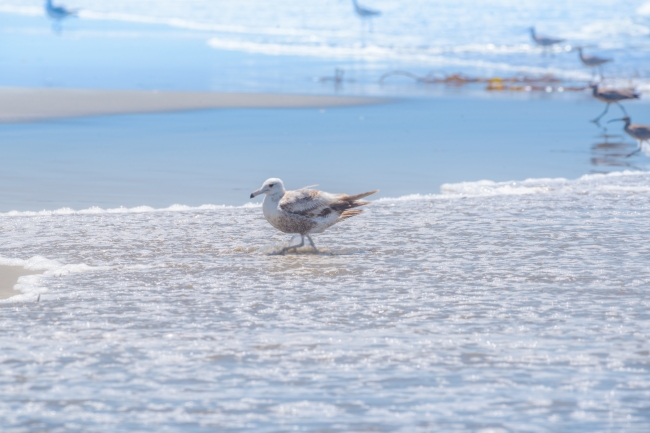 sea bird at shoreline morro bay