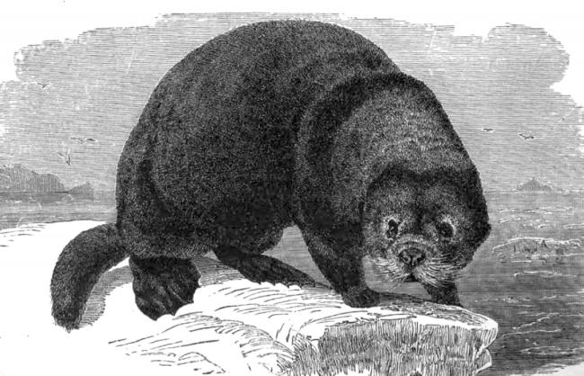 sea otter animal historical illustration