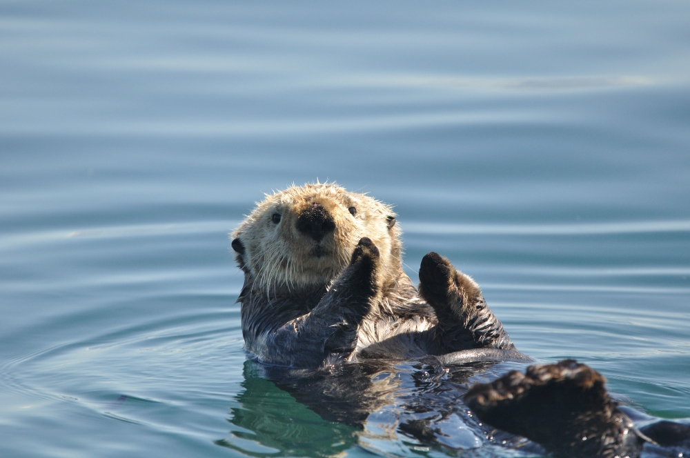sea otter aquatic member of the weasel family