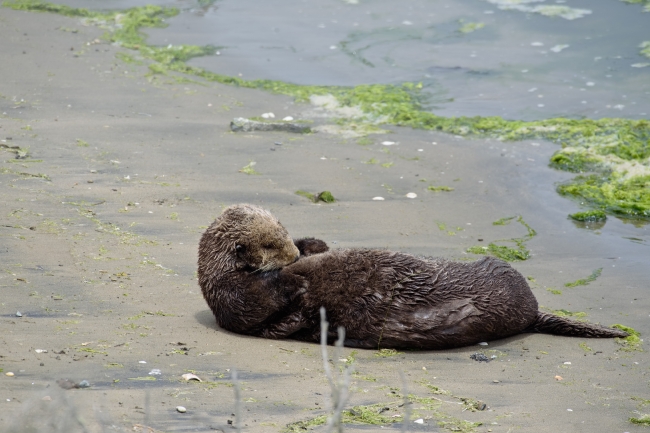 sea otter on beach central california