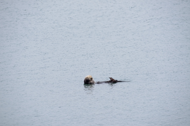 sea otters floating along california coast