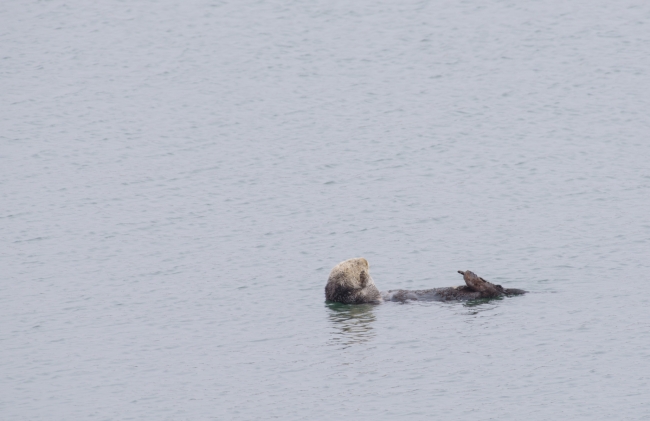 sea otters floating along california coast