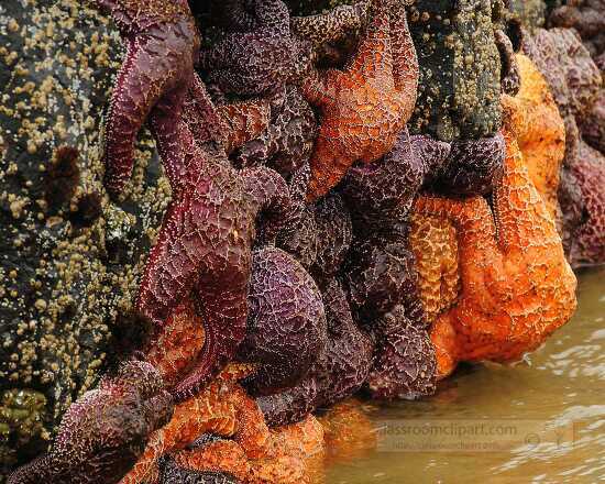 Sea stars starfish on Oregon Islands