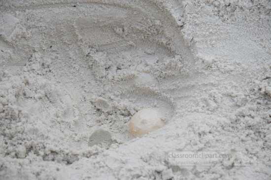 Sea Turtle egg found in the sand for relocation