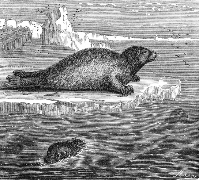 seal illustration