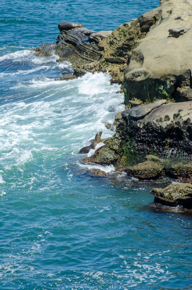 seals swimming in the beautiful blue ocean along rocky cliffs