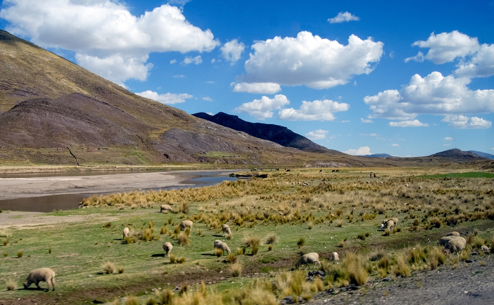 sheep grazing along road altiplano andes peru 007