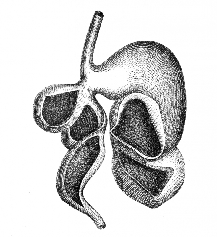 sheep stomach illustration