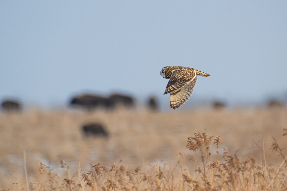 Short-eared owl in flight at Tallgrass Prairie