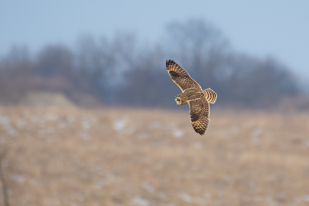 Short-eared owl in flight illinois