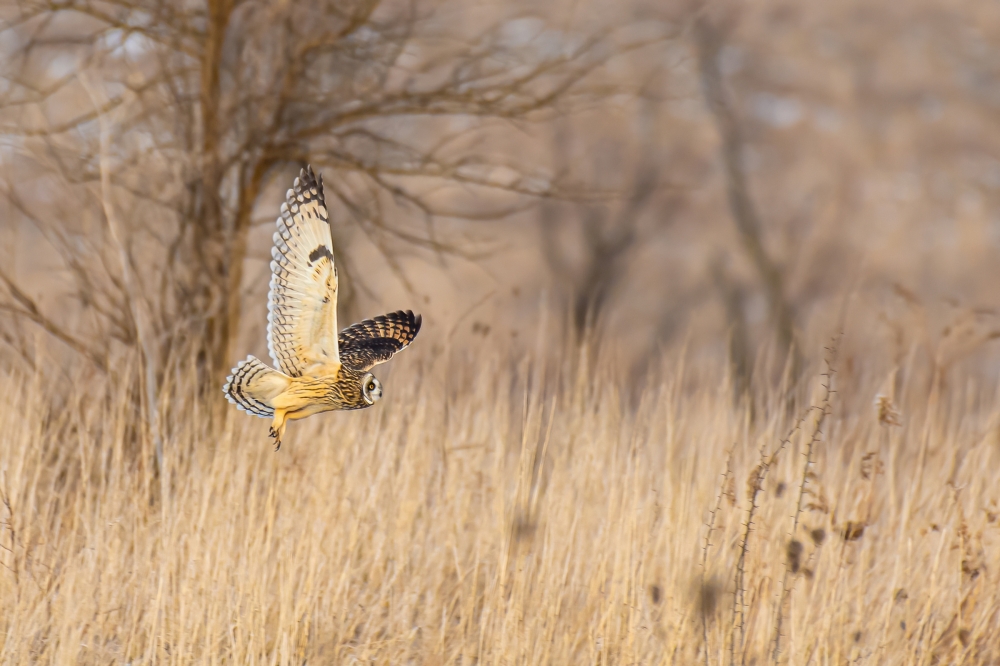 Short-eared owl in flight over praire