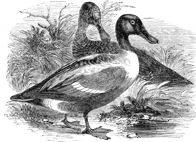 shoveler duck bird illustration ducks