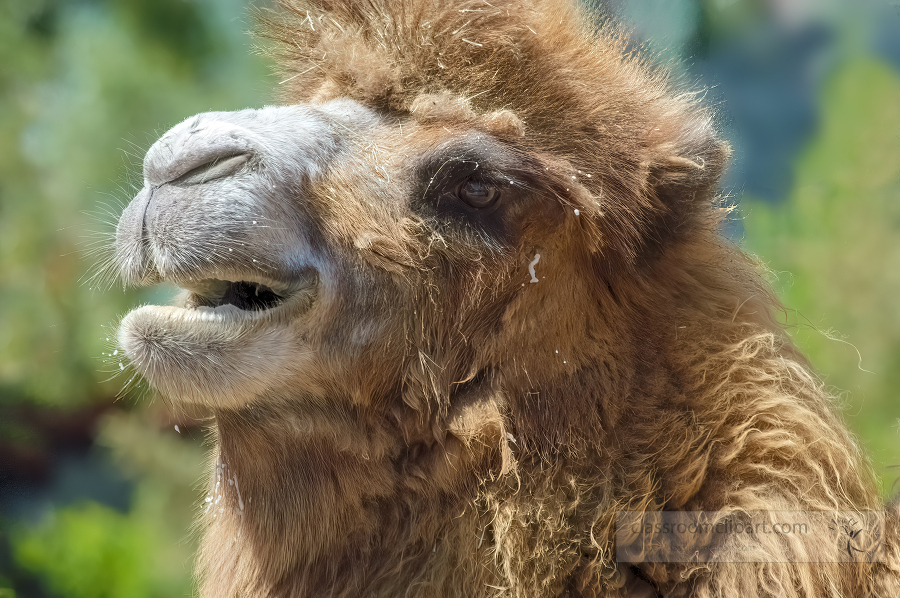side front view of camel closeup mouth open 3071