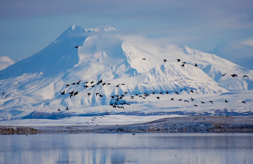 Silhouettes of black brant in flight