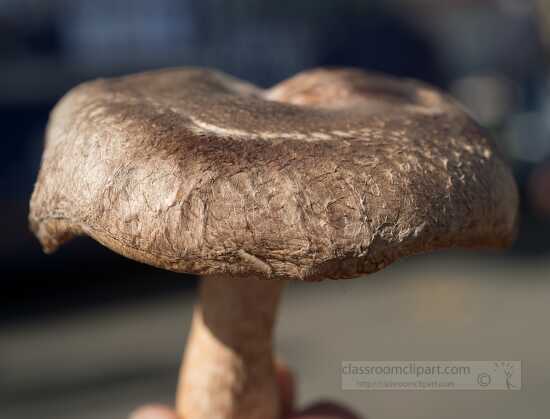 Single closeup shiitake mushroom