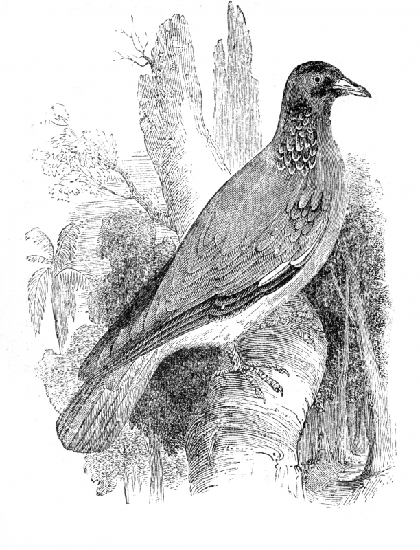 single dove bird illustration