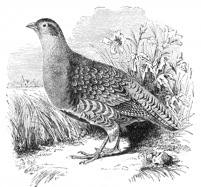 single grouseen graved bird illustration