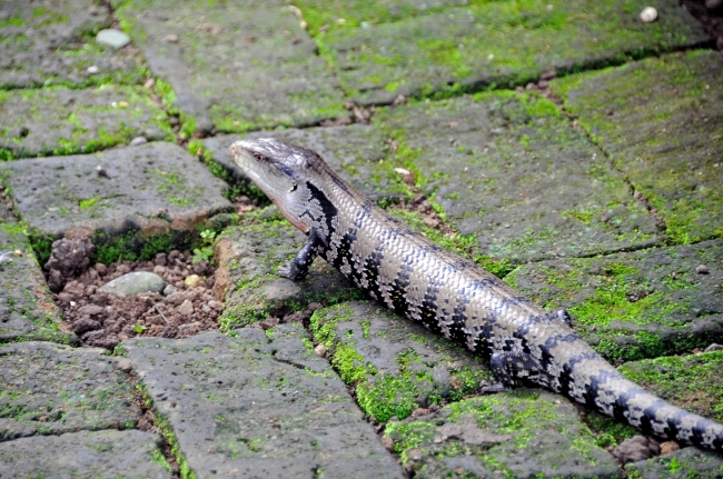 Skink Picture Bali Indonesia 6258A