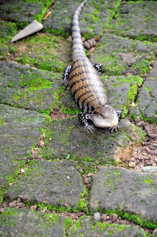 Skink Picture Bali Indonesia 6274A