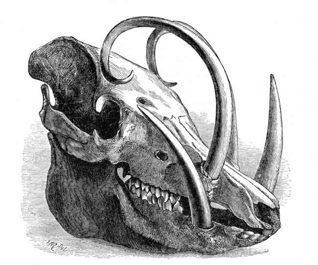 Skull of Babirusa