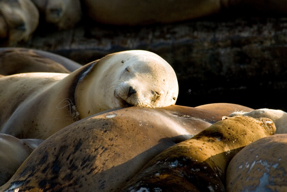 sleeping pup seal resting head on larger seal