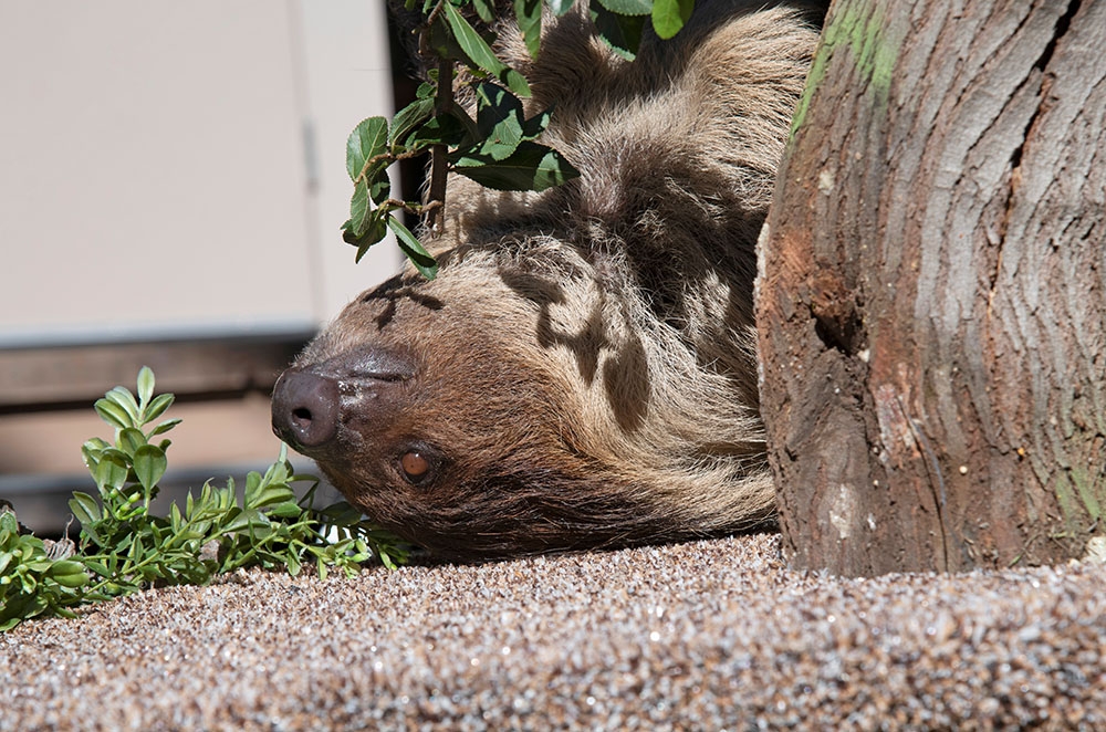 sloth animal side view
