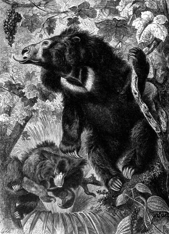 slothbear in forest animal historical illustration