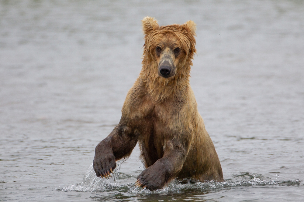 small bear standing