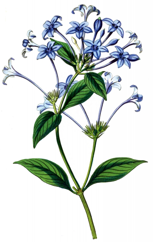 small blue flower illustration