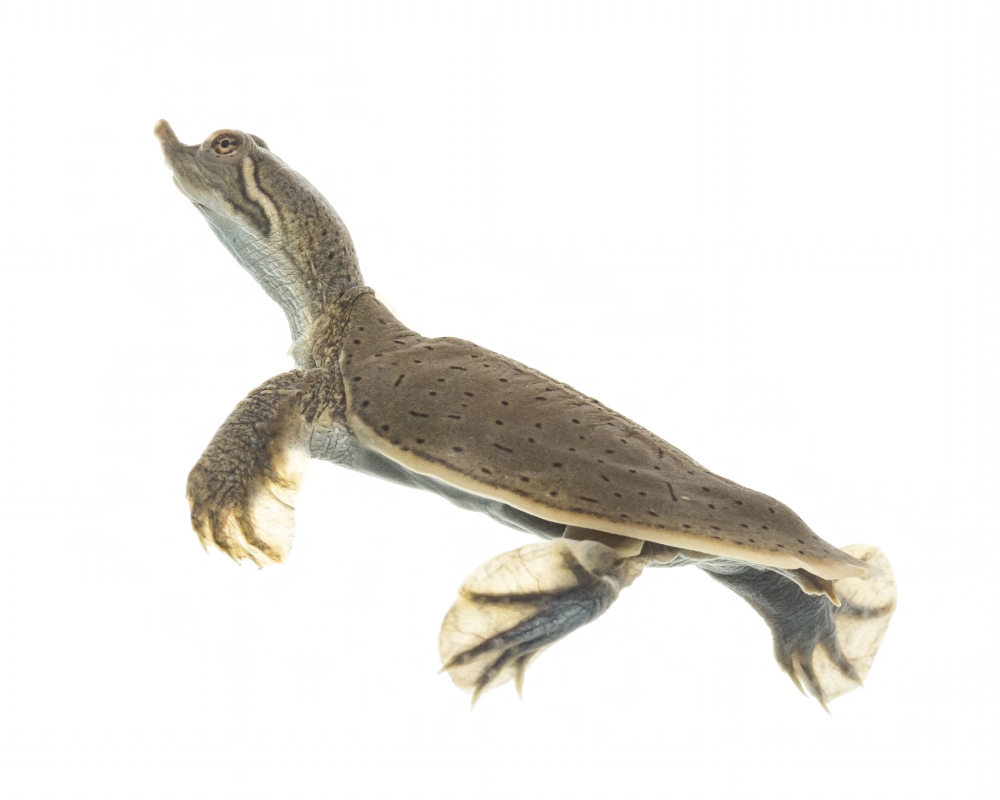 Smooth softshell turtle on white background