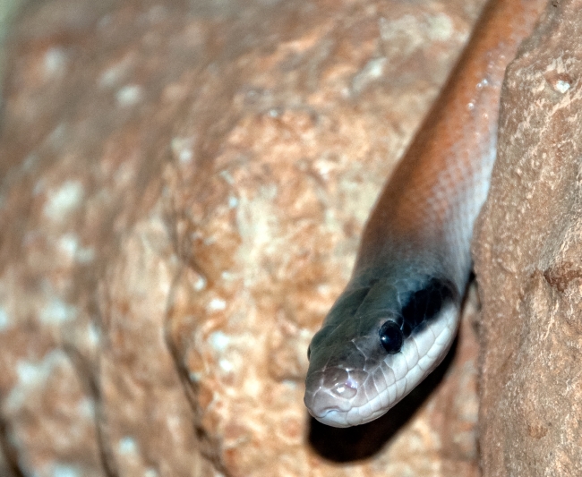 Snake at Bangkok Snake Farm 4612