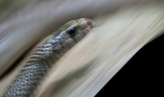 Snake at Bangkok Snake Farm 4613