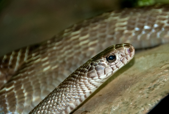 Snake at Bangkok Snake Farm 4640