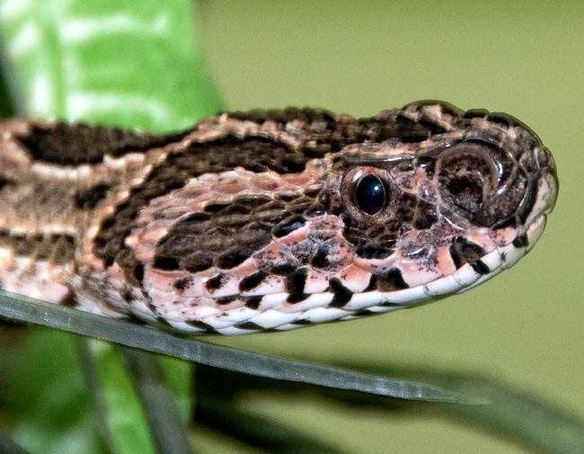 Snake at Bangkok Snake Farm 4643