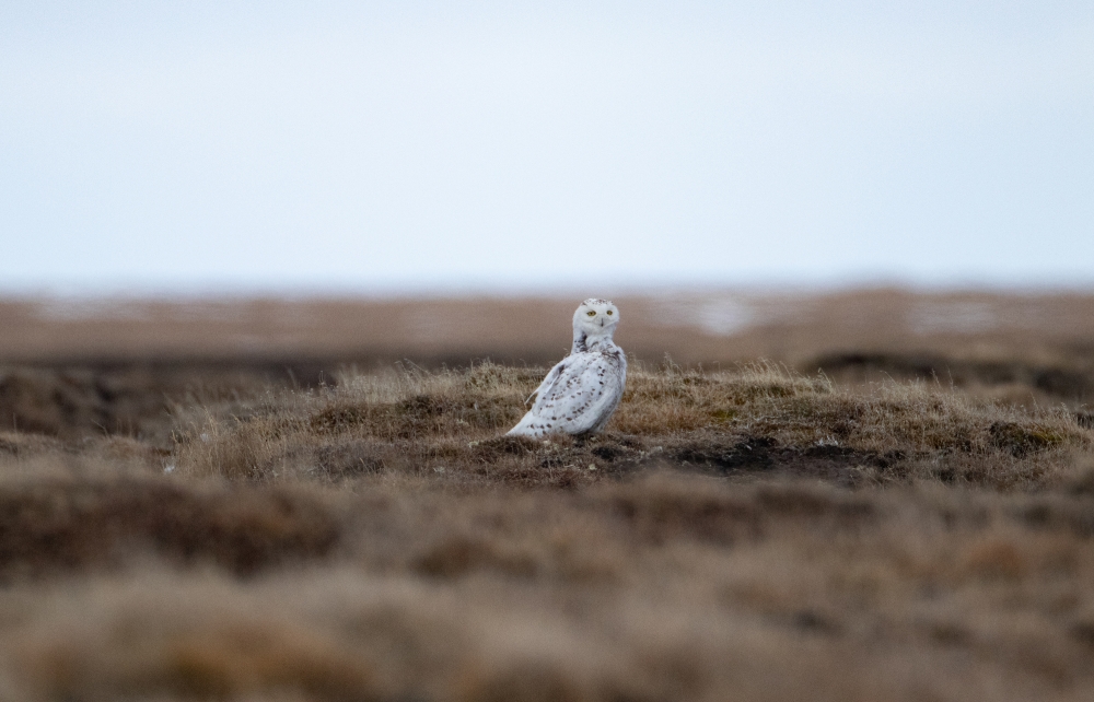 snowy owl on tundra