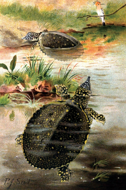 soft shell turtle color historic illustration
