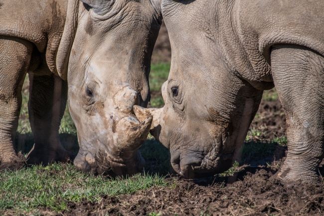 southern white rhinoceros photo