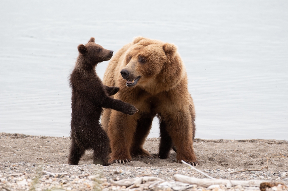 sow and cubs on beach